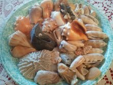 Florida Shells
