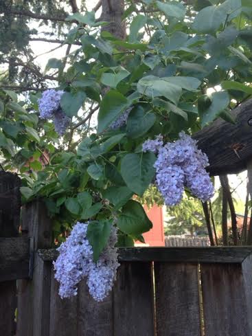 Lilacs in our yard
